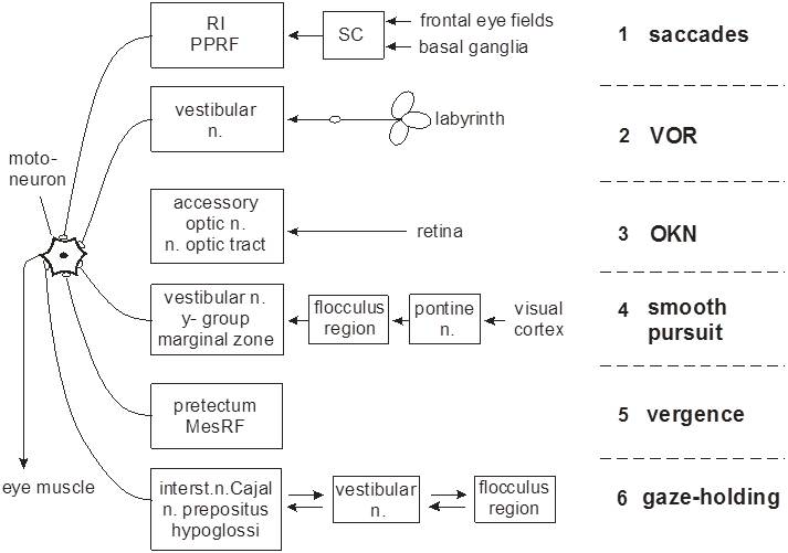 1_eye_movements