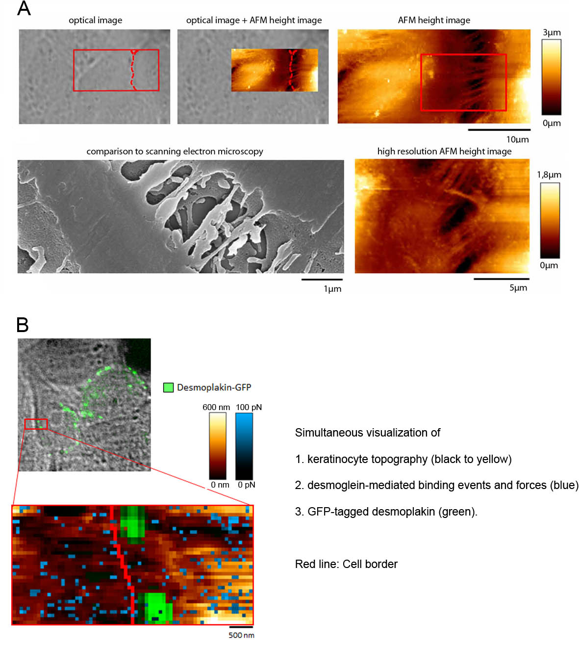 desmosomes and cancer