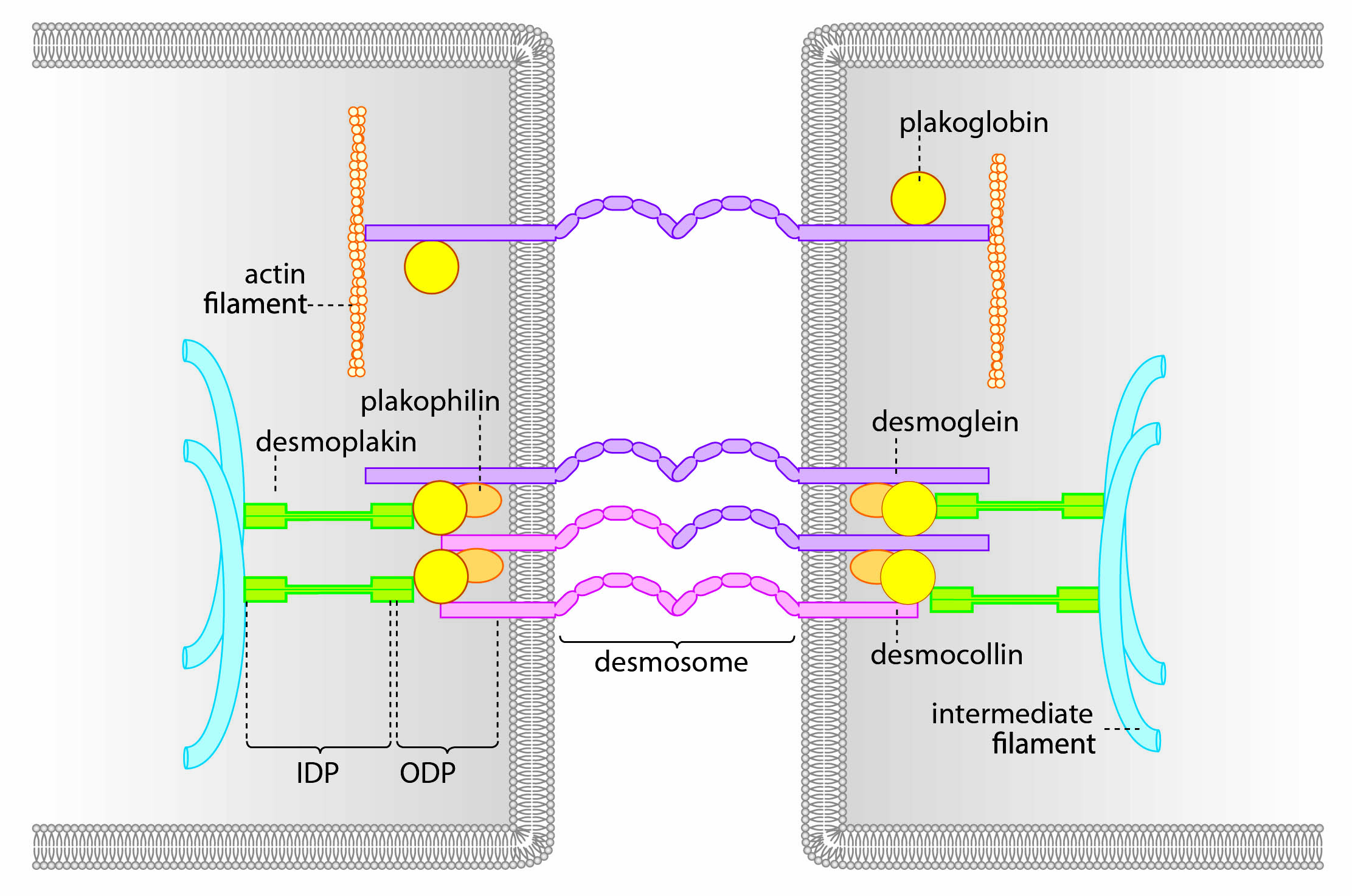 schematic of a desmosome