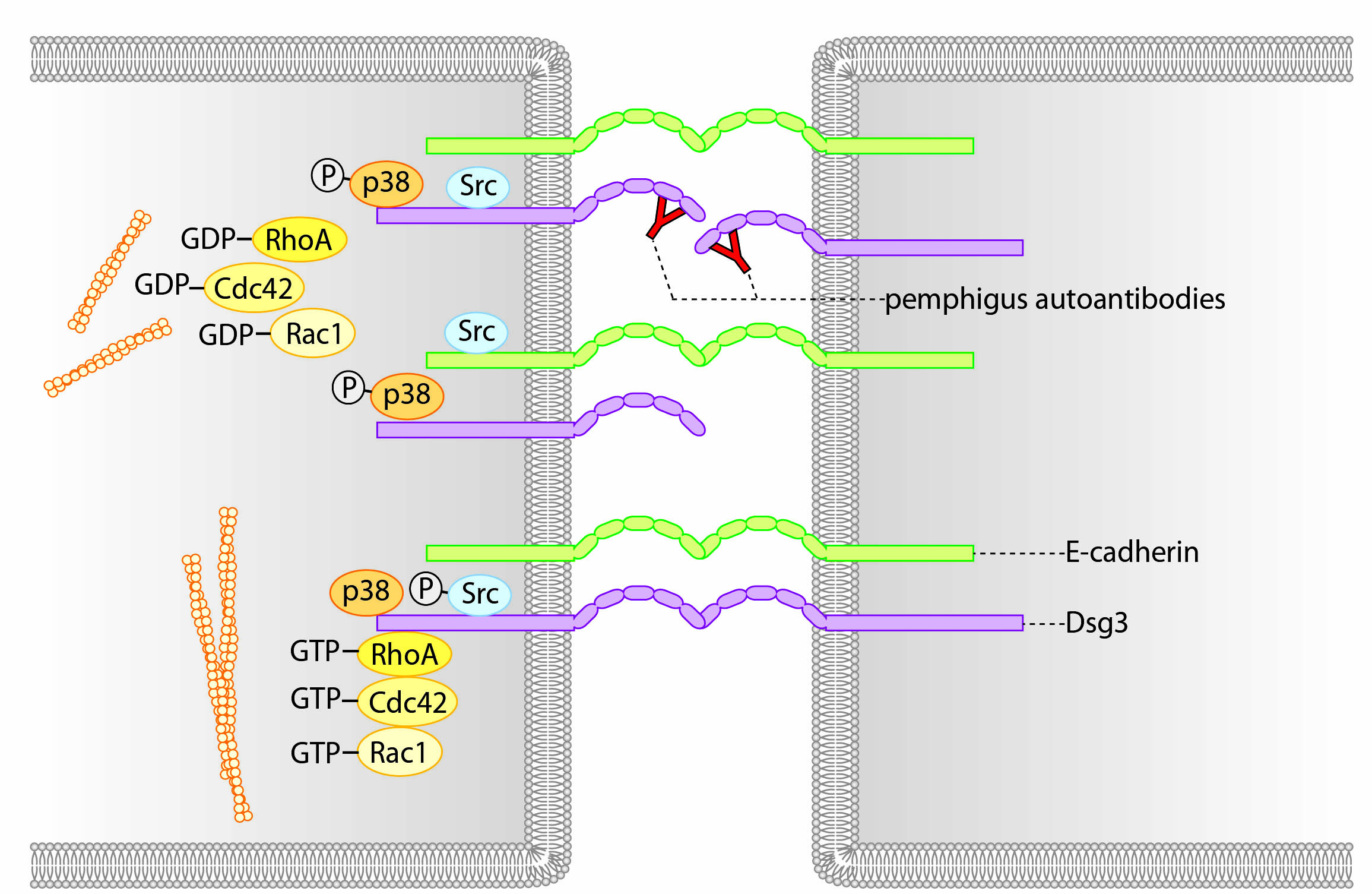 extradesmosomal desmogleins serve as signaling hubs