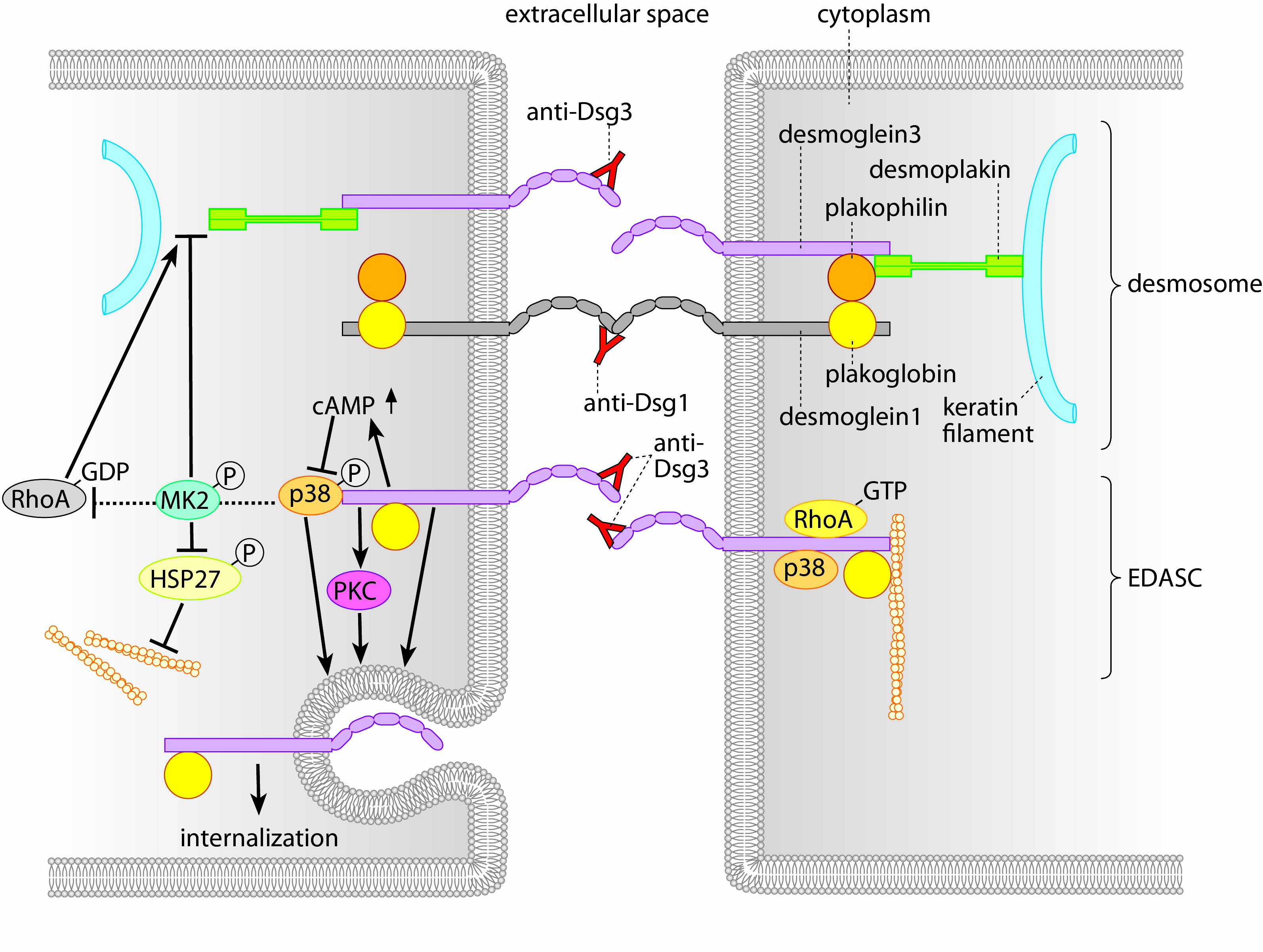 mechanisms of blister information in pemphigus