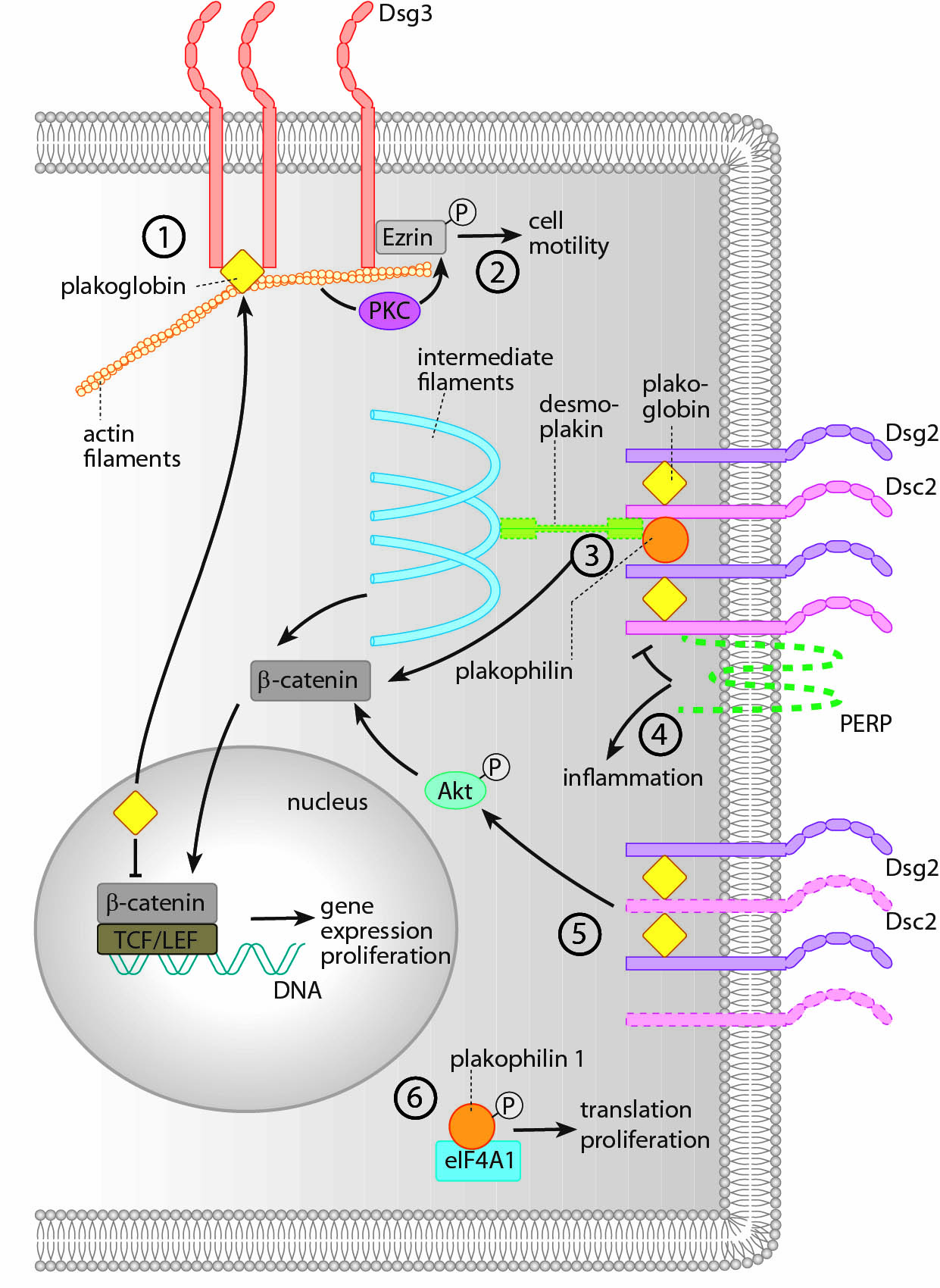 Regulation of tumor cell malignancy dependent on desmosomal molecules