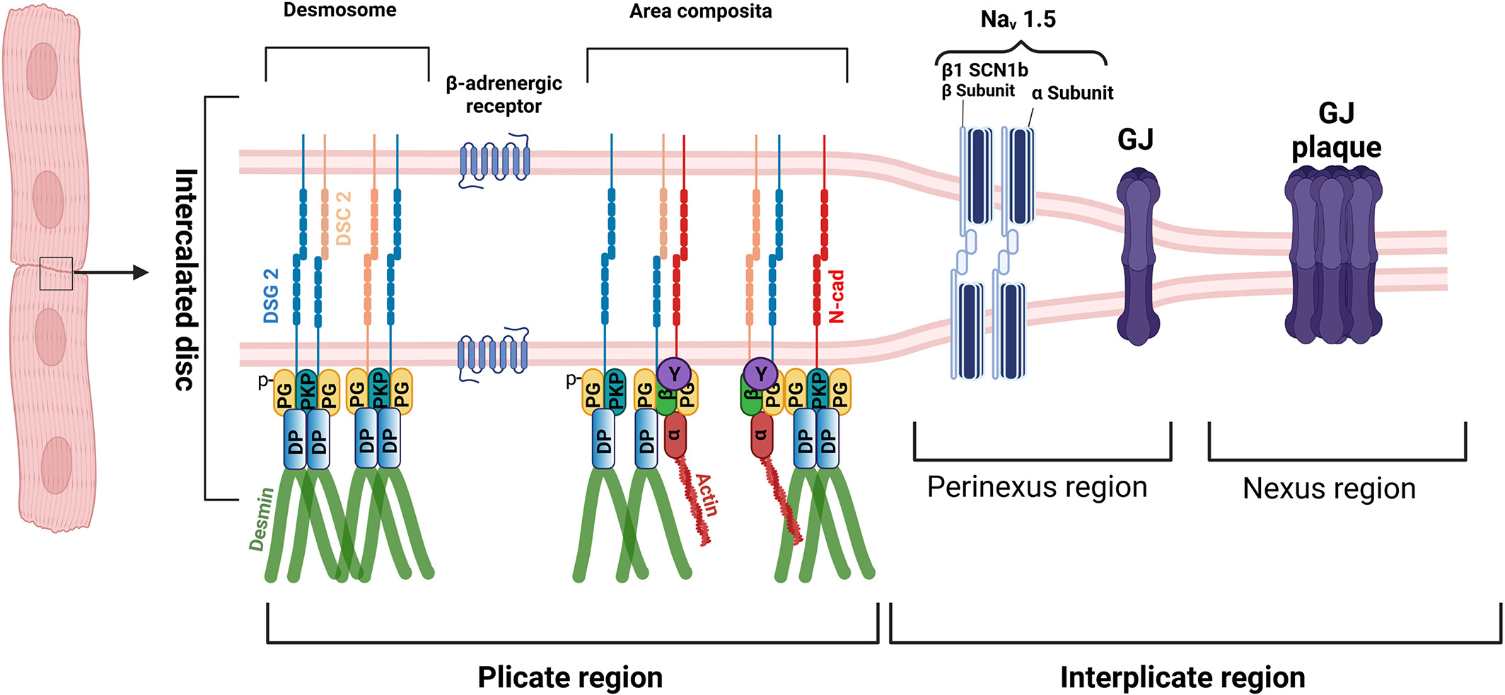 figure 1_IDC structure