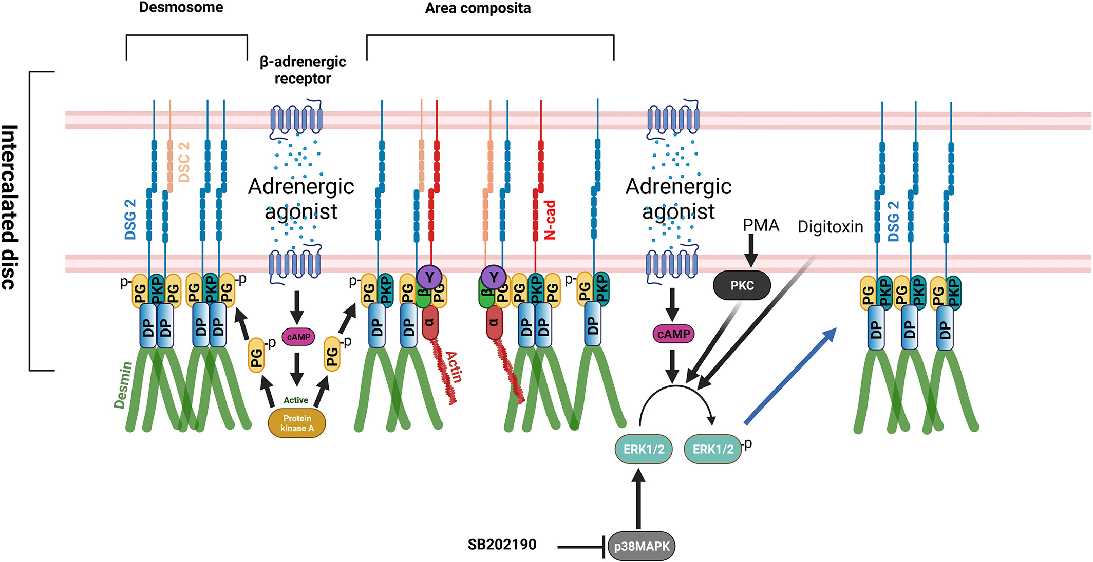 figure 2_Signaling mechanisms