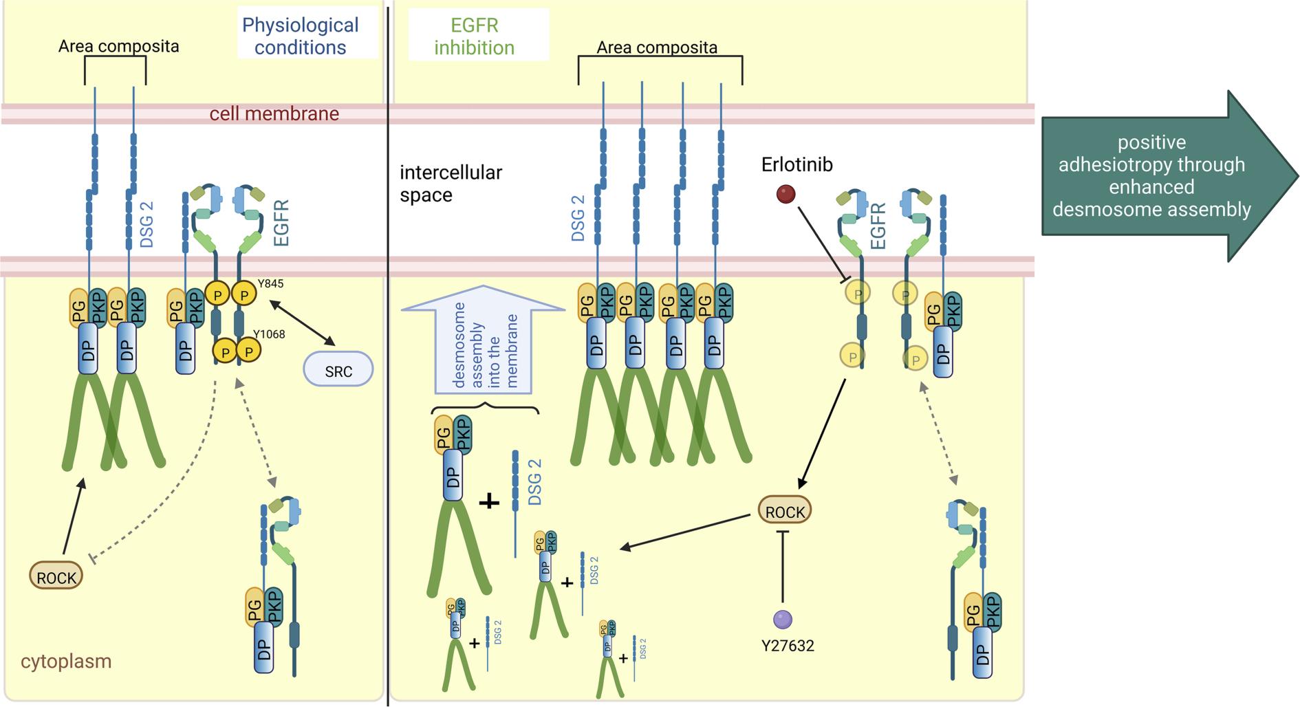 figure 4_EGFR summary