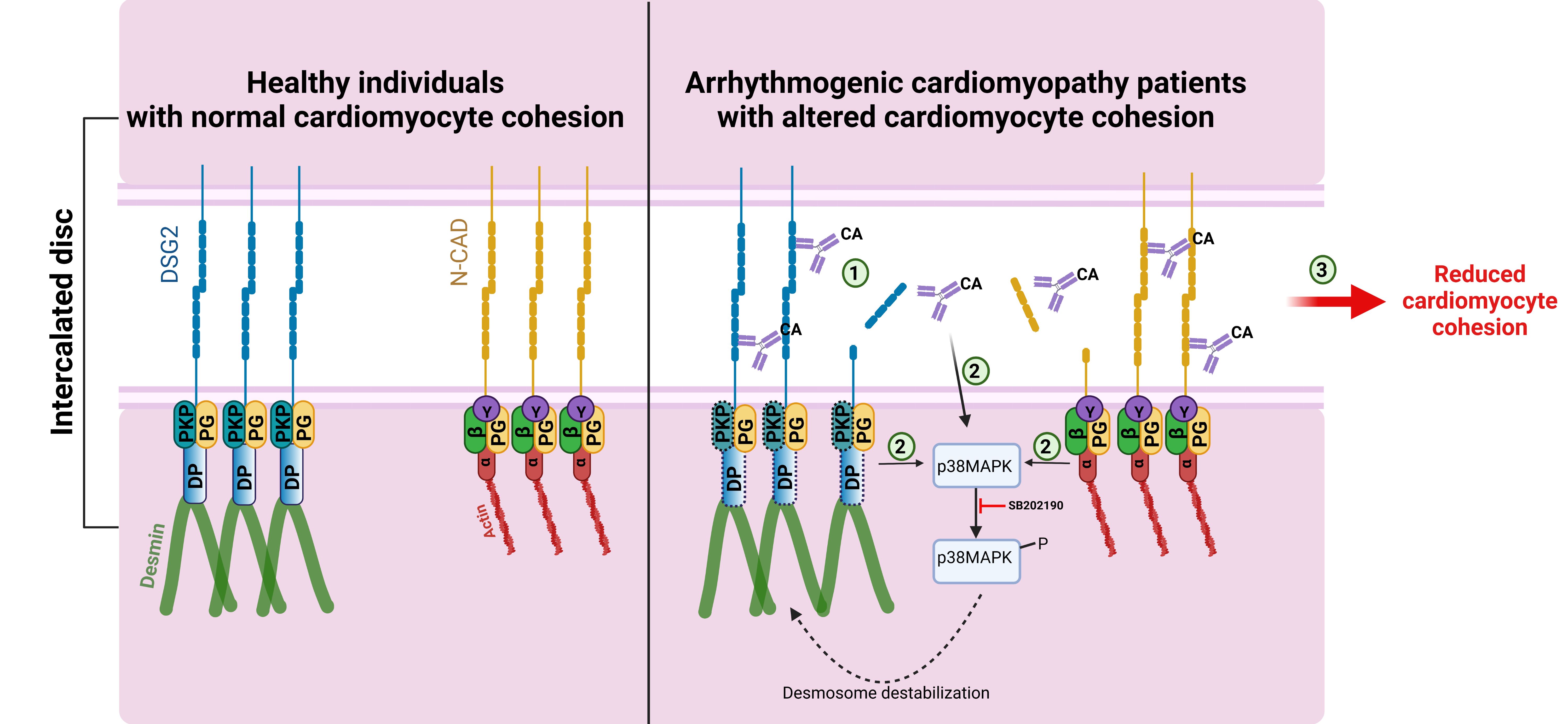 figure 5_Catalytic antibodies summary