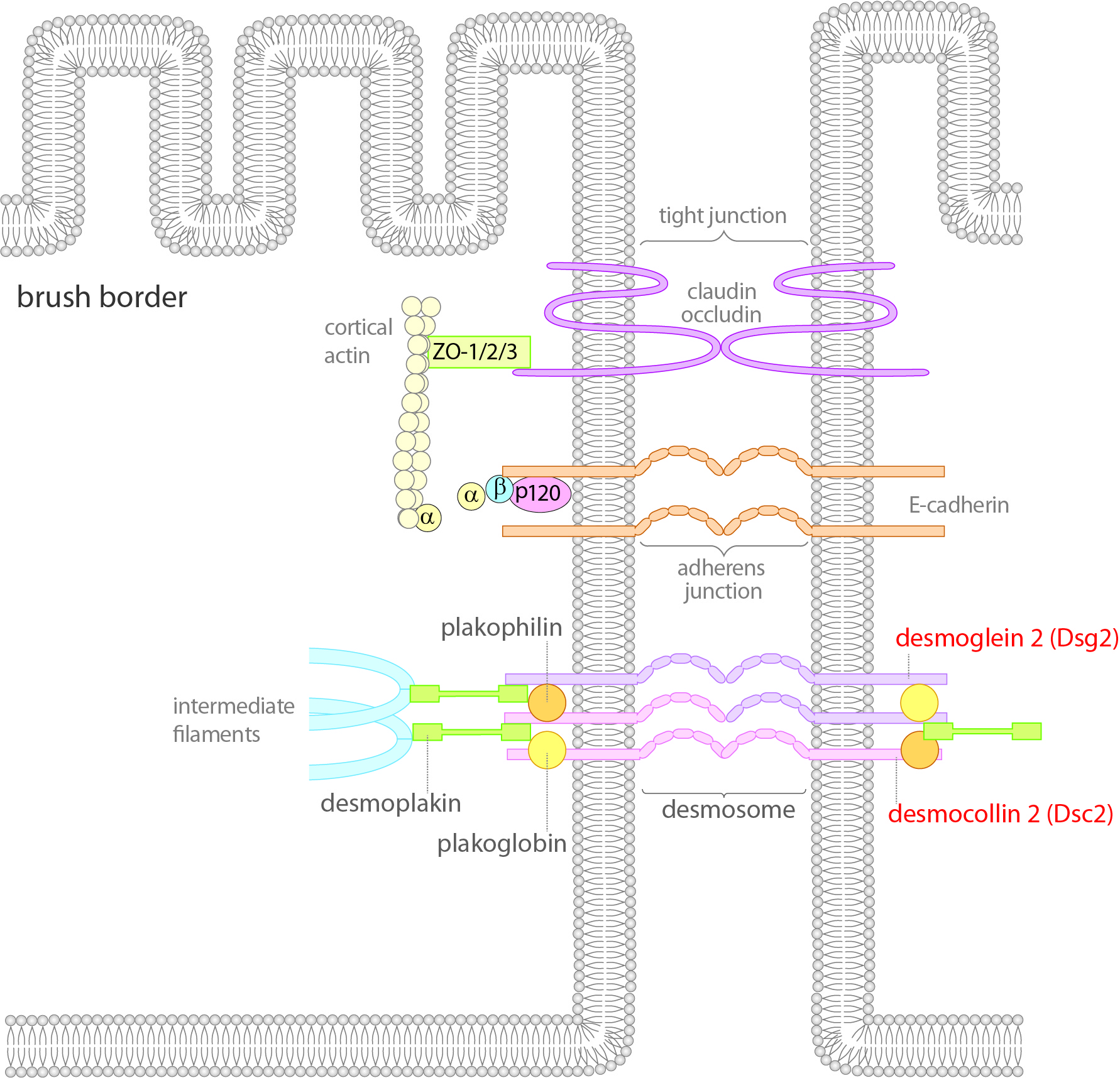 crohn1