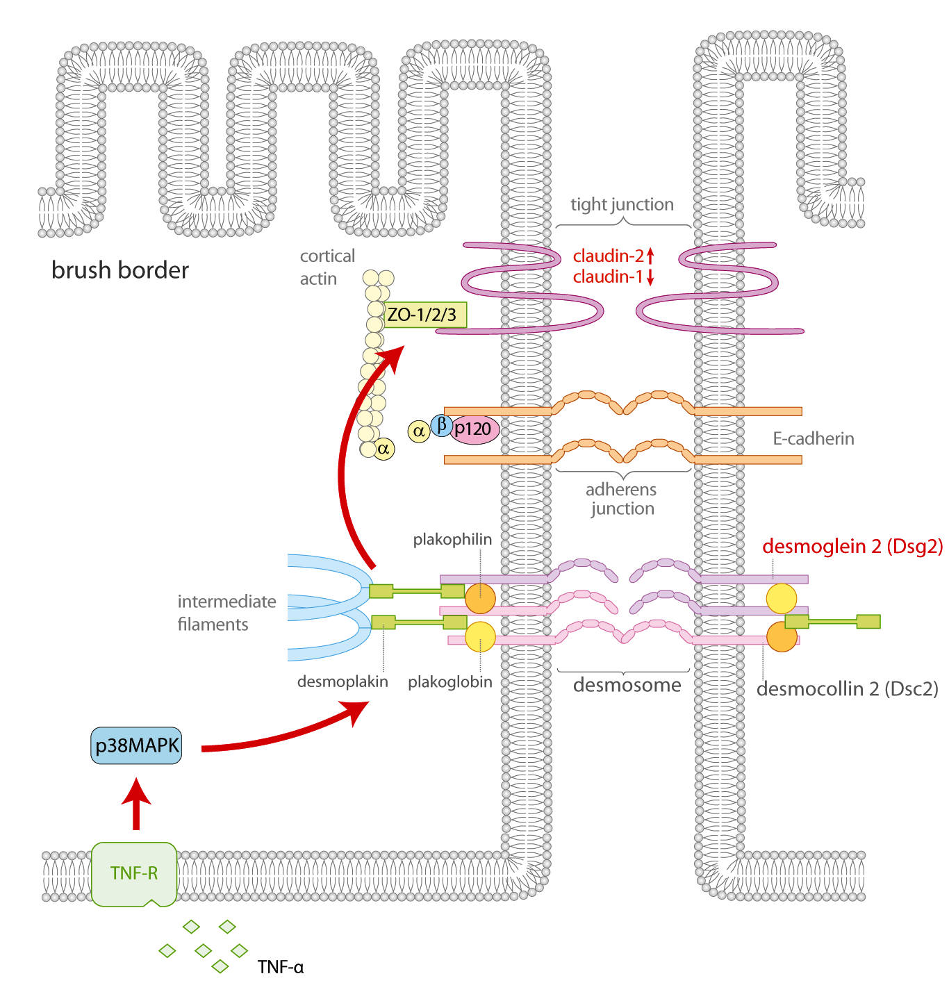 crohn2